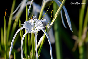 Digital Photography