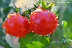Digital Photography