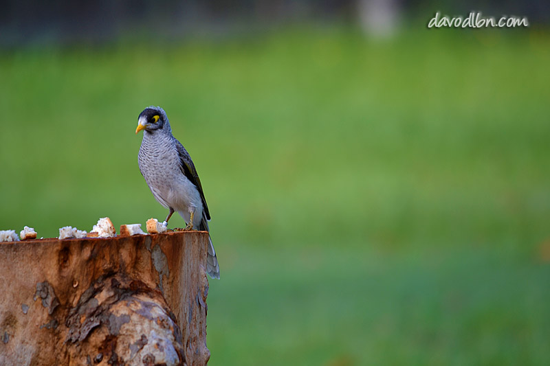 Noisy Miner Birds Australia | Digital Photography For Beginners