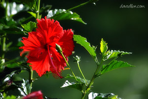 Digital Photography Glossary