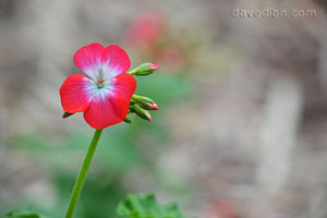 Glossary of Photography Terms