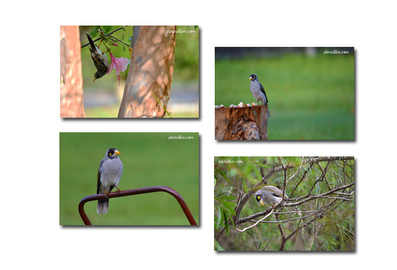 Noisy Miner Birds Australia