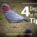 4 Depth of Field Tips