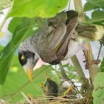 Why Noisy Miners are so Photogenic?