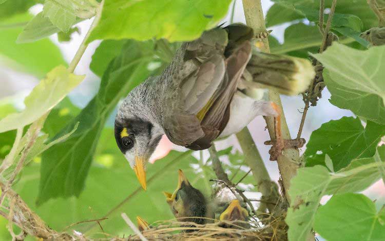 Noisy Miner Birds Australia